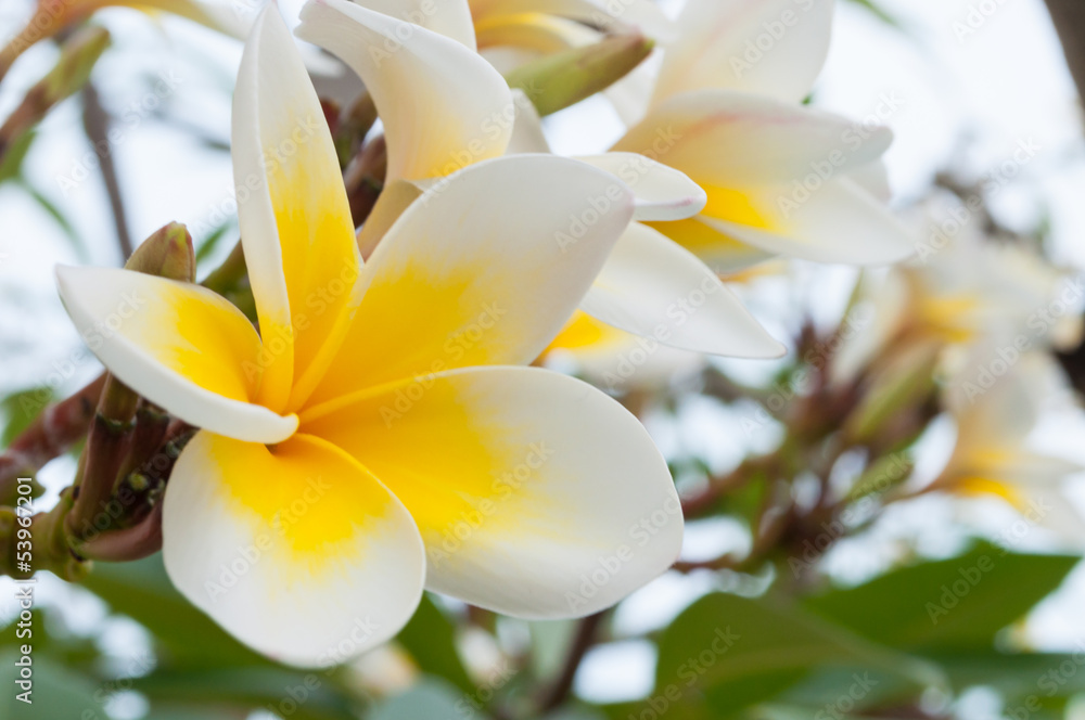 Fototapeta premium Frangipani