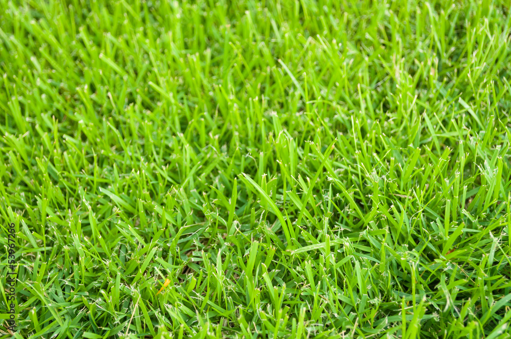 Green grass Green grass
