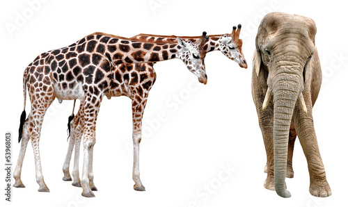 giraffes with elephant isolated on white