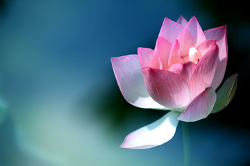 Papier peint photo Fleur de lotus Lotus rose éclatant en floraison  © Lily