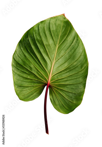 Caladium leaf isolated on white background