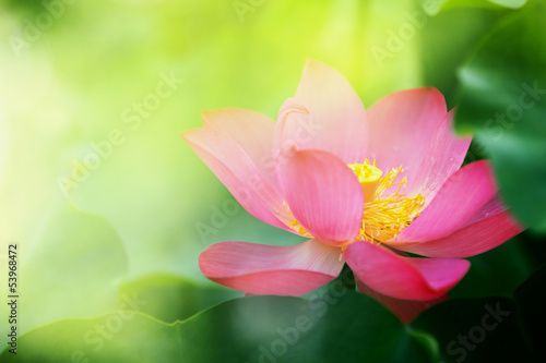 Fototapeta Naklejka Na Ścianę i Meble -  lotus