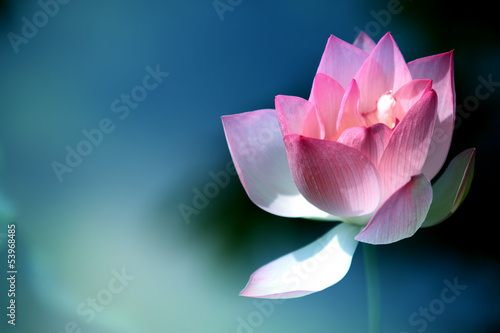 Fototapeta Naklejka Na Ścianę i Meble -  lotus flower