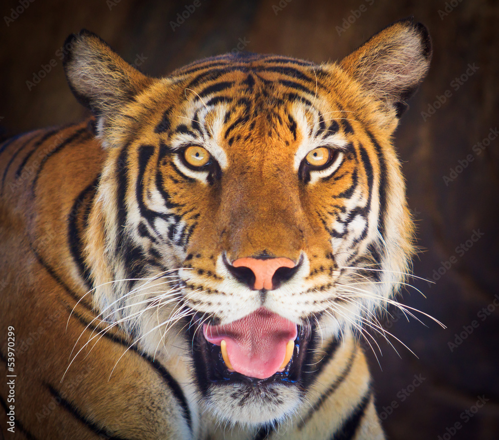 Naklejka premium Tiger