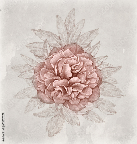Obraz Rocznik ilustracja peonia kwiat