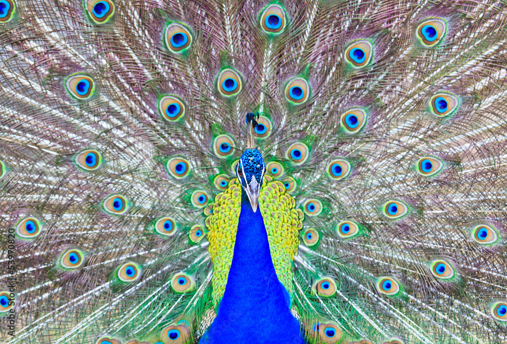 Obraz premium Close-up portrait of beautiful peacock