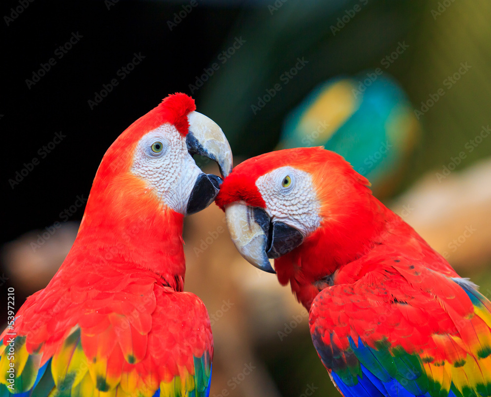 Macaw parrot