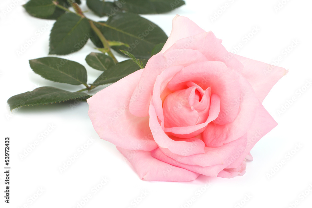 Fototapeta premium pink rose with leaves isolated on a white background.