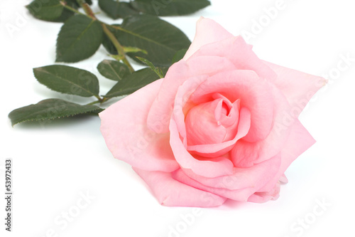 pink rose with leaves isolated on a white background.