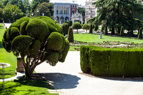 Outstanding cypress trees in Retiro Park in Madrid, Spain