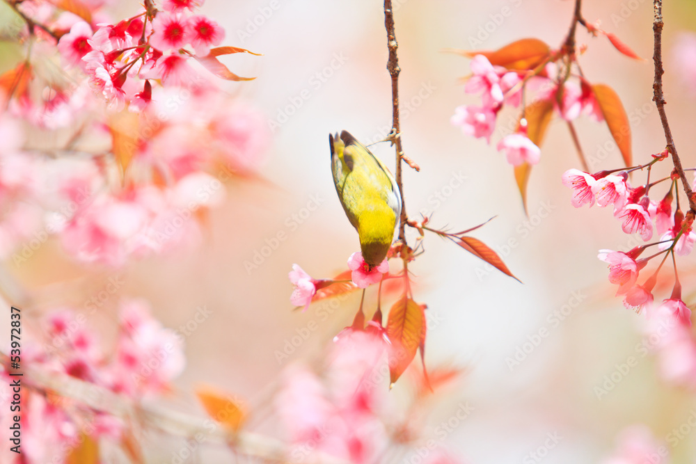 white-eye bird with cherry blossom or sakura white-eye bird with cherry blossom or sakura
