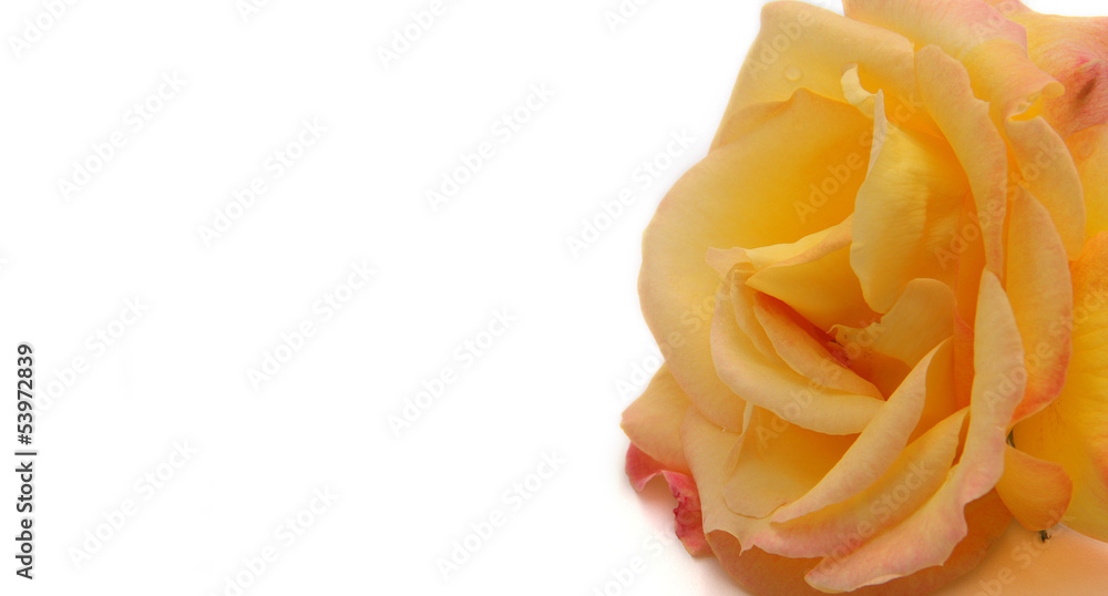 rose rose