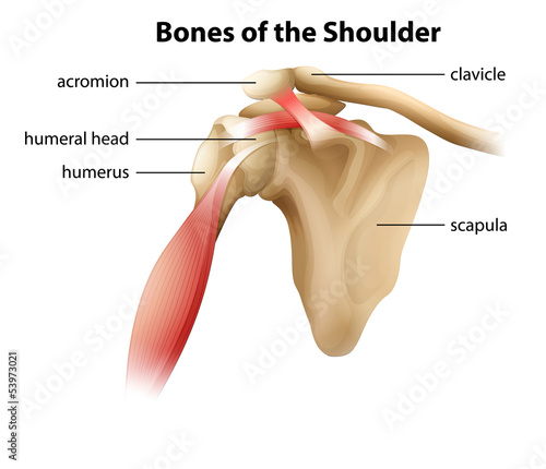 Bones of the Shoulder