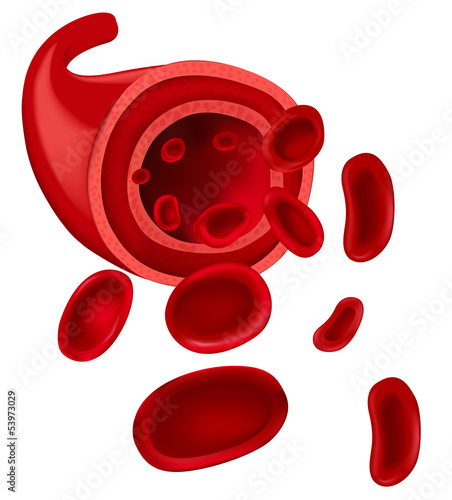 Red blood cells