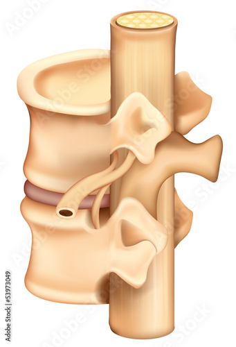 Vertebrae