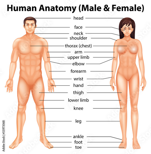 Human body parts photo