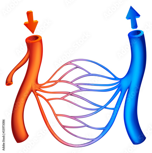 Blood Circulation