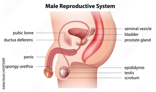 Print op canvas Male reproductive system