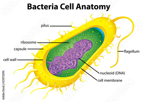 Bacteria cell structure