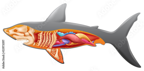 Anatomy of a shark