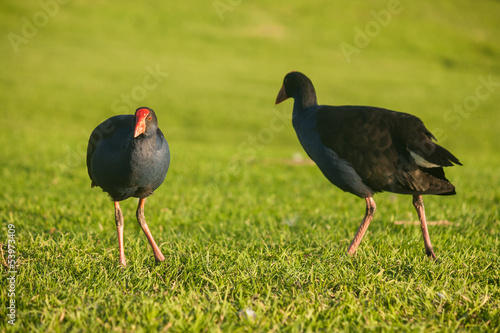 pair of Pukeko birds