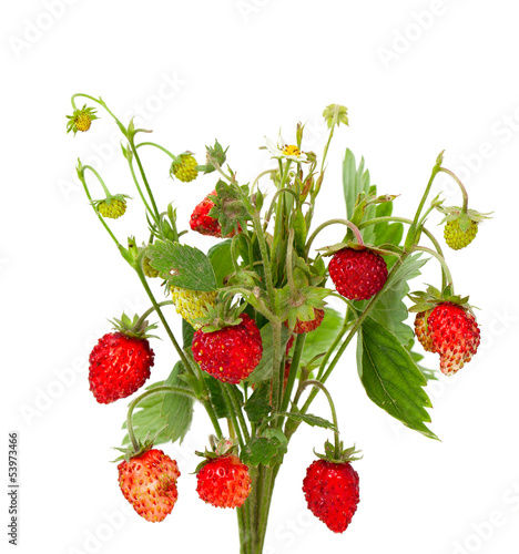 bunch of wild strawberries