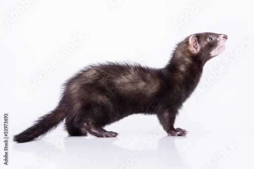 small rodent ferret