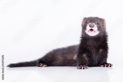 small rodent ferret