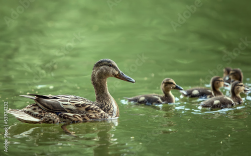 mother-duck and ducklings