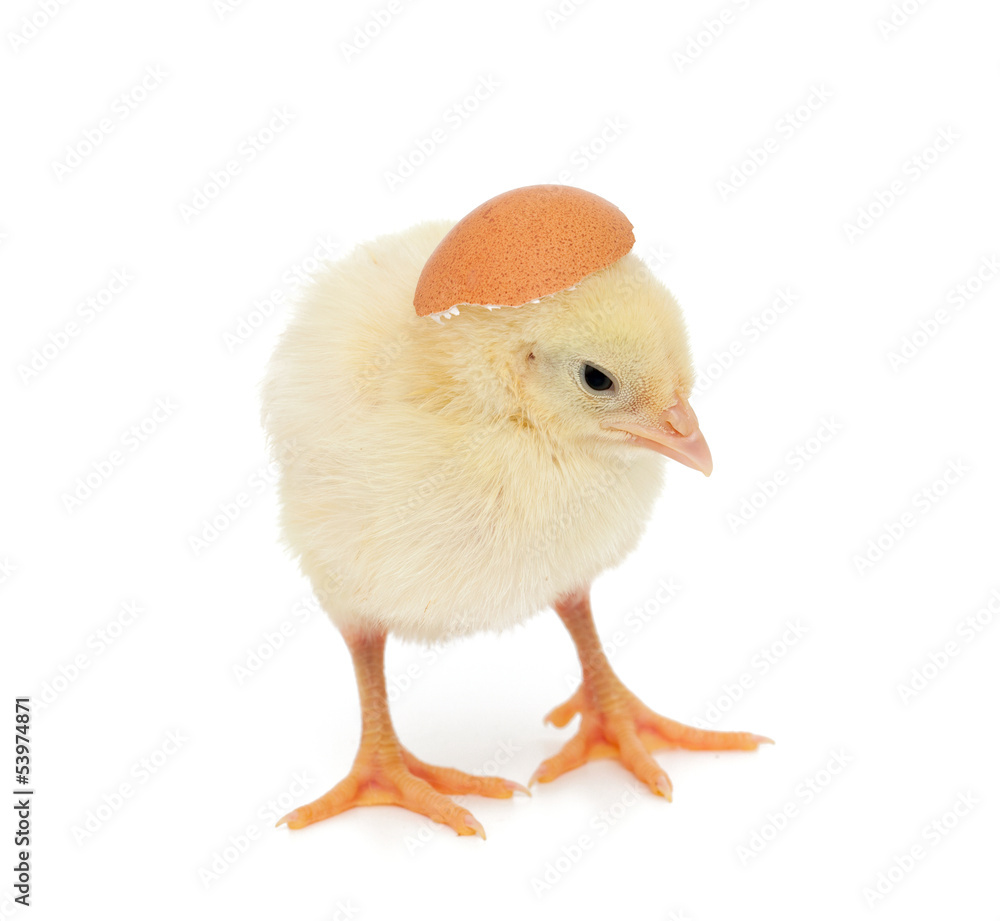 Obraz premium baby chicken and egg shell as a hat