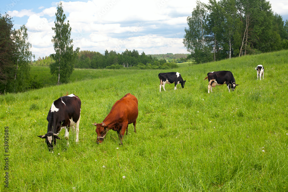 cows on meadow