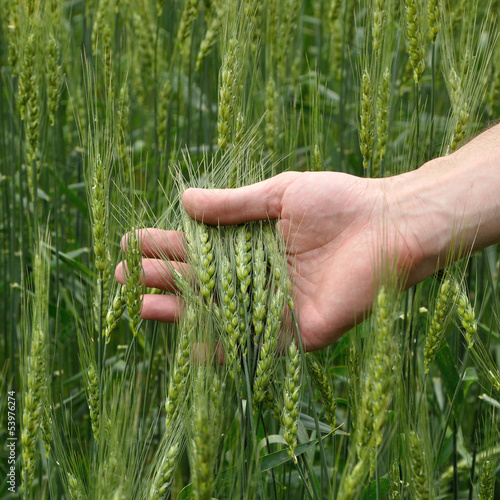 man's hand holding wheat