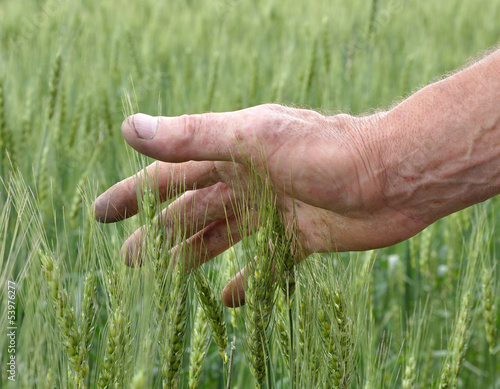 man's hand touching wheat
