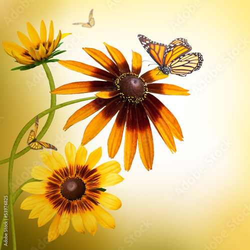 Fototapeta Naklejka Na Ścianę i Meble -  Multi-colored gerbera daisies and a butterfly