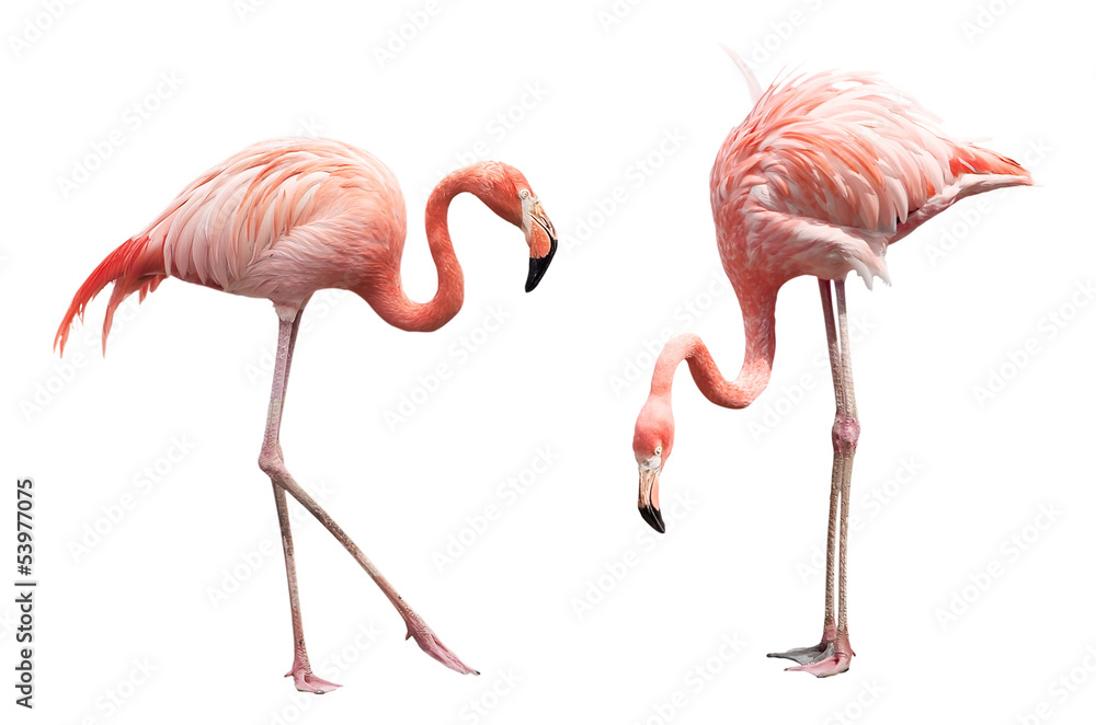 Naklejka premium Dwa flamingi