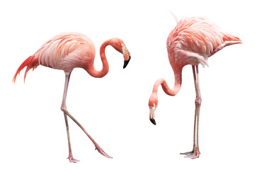 Poster Flamingo Twee flamingo's samen in water  © coffeemill