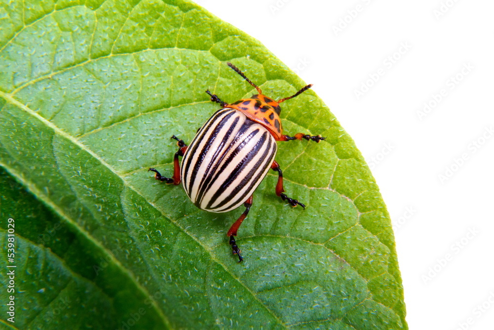 image of Colorado beetle on potato leaf image of Colorado beetle on potato leaf