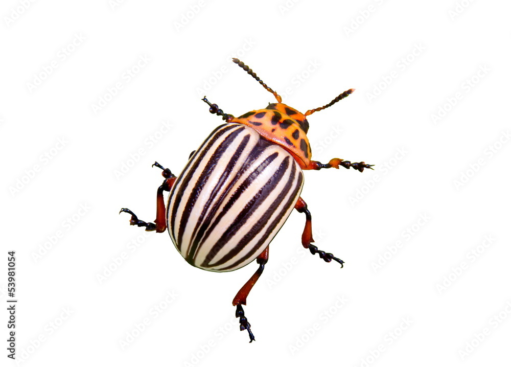 the Colorado potato beetle on a white background the Colorado potato beetle on a white background
