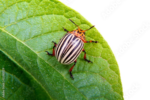 image of Colorado beetle on potato leaf