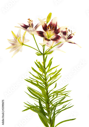 Fototapeta Naklejka Na Ścianę i Meble -  lily