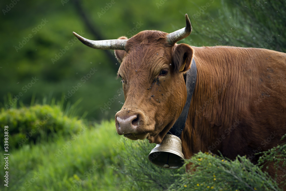 Portrait d'une vache marron portant une cloche traditionnelle