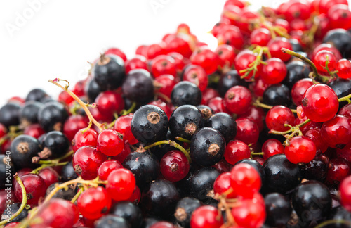 black and red currant isolated