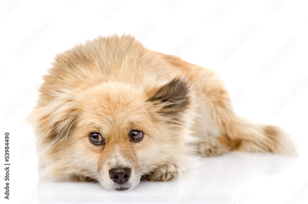sad mixed breed dog lying in front. isolated on white background