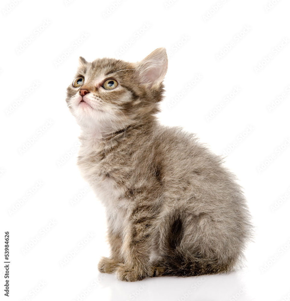 fluffy gray beautiful kitten look up. isolated on white 