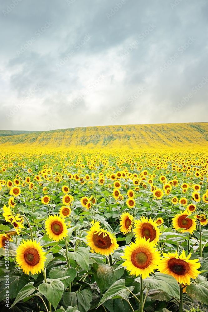 Sunflower field in stormy weather Sunflower field in stormy weather