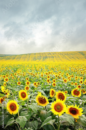 Sunflower field in stormy weather