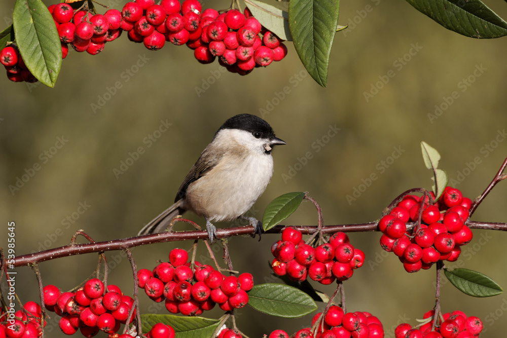 Fototapeta premium Marsh tit, Parus palustris