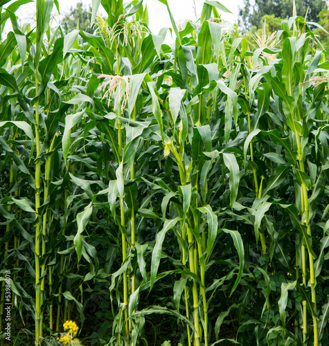 corn growing