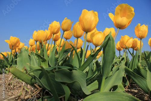 Fototapeta Naklejka Na Ścianę i Meble -  yellow tulips in a field