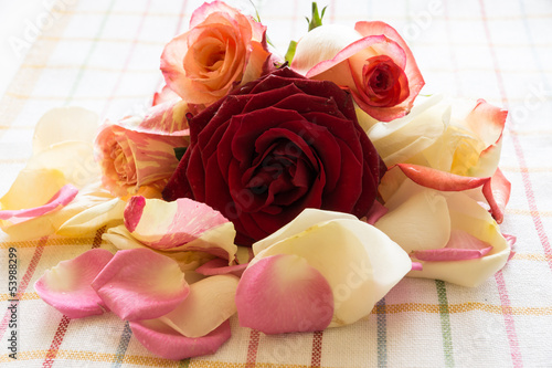 Bild auf Leinwand Rose Petals